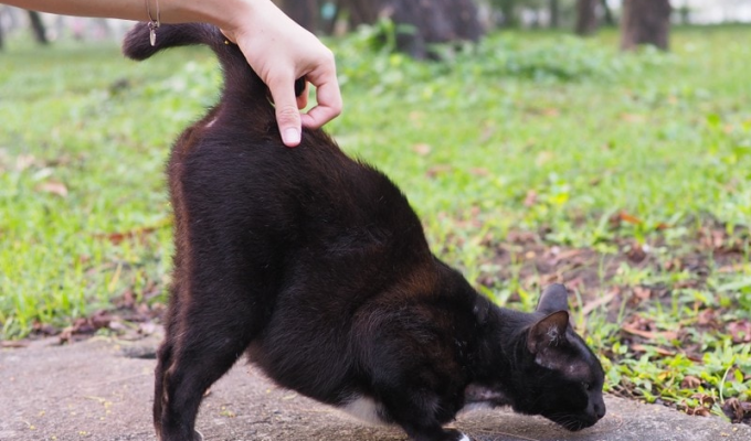 Why cats like to raise their backsides when petted (6 photos)