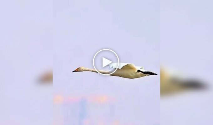 Лебеди показали одну из самых эффектных техник посадки на воду