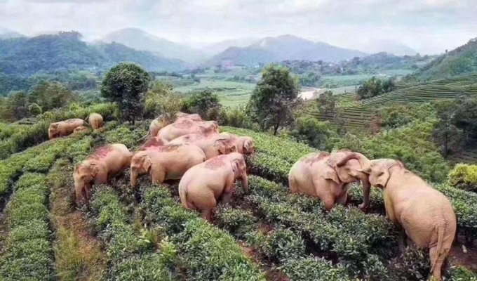 В Китае слоны забрели в деревню в поисках еды, но напились кукурузного вина и уснули в саду (5 фото)