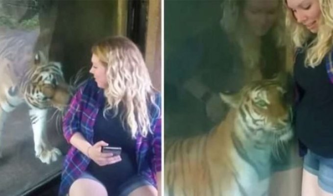 Тигр из зоопарка прижался к животу беременной женщины (5 фото + 1 видео)