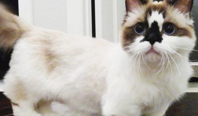 Кот по кличке Альберт - еще одна звезда соцсетей (12 фото)