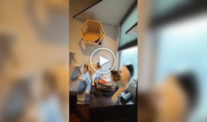Любитель кошек «котифицировал» свой дом