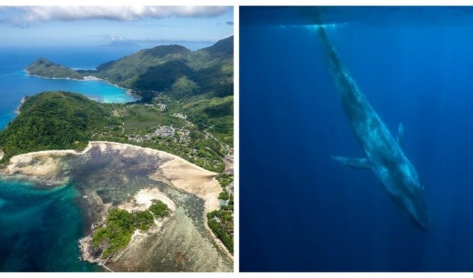 Blue whales have returned to the shores of the Seychelles (9 photos)