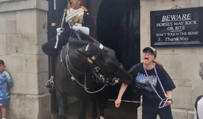 Лошадь королевской гвардии укусила туристку (4 фото + 1 видео)