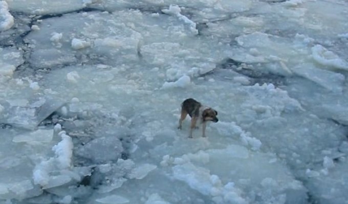 Пёс провёл на льдине 4 дня, История с хепиэндом (5 фото)