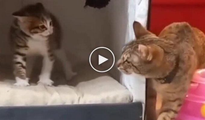 A patient cat tries to earn the trust of a kitten that she picked up from the street