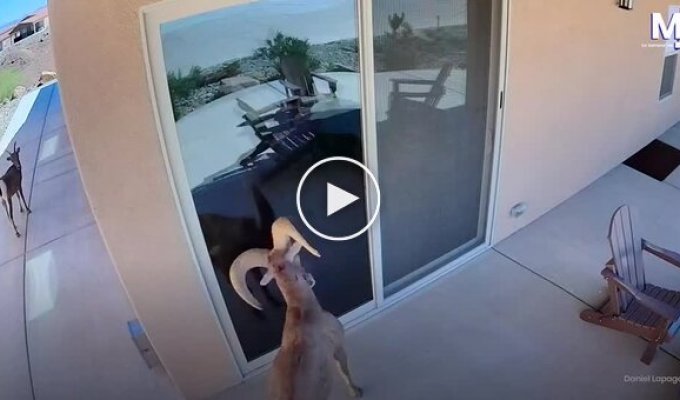 В США баран атаковал свое отражение