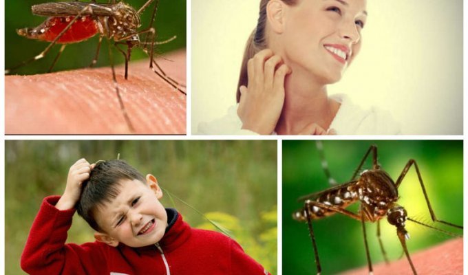 Теперь я знаю, почему комары кусают меня больше других (4 фото)