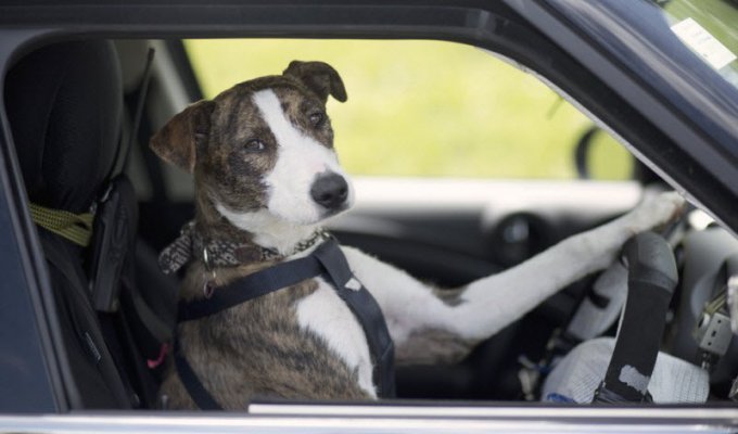 В Новой Зеландии бездомные собаки научились водить автомобили (11 фото)