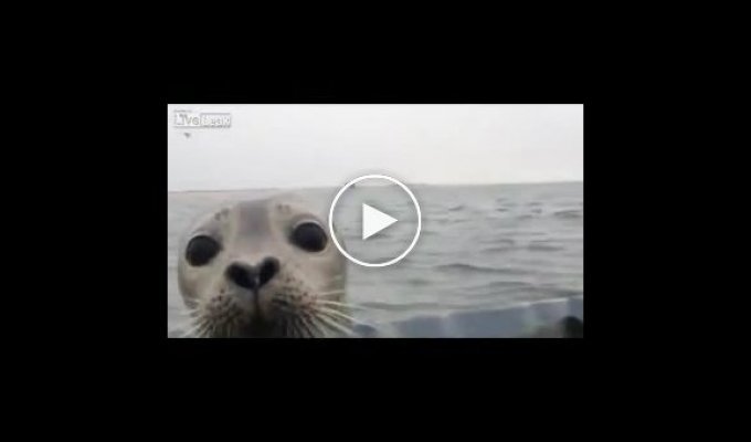 Любопытного тюленя тянет к людям