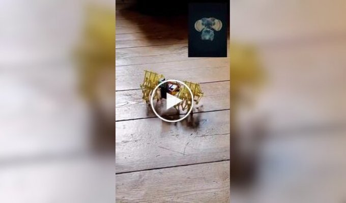 A digitized fly brain was connected to a robot