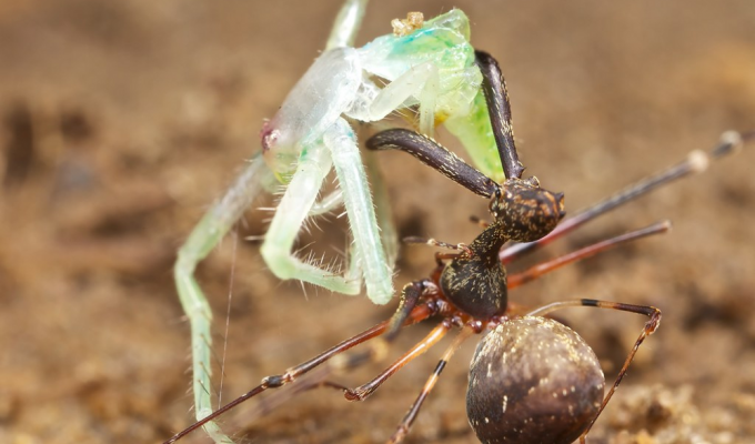 Pelican spider: a grotesque spider that hunts exclusively other spiders (7 photos)