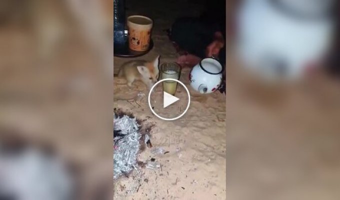 A fennec fox dropped by for a chat