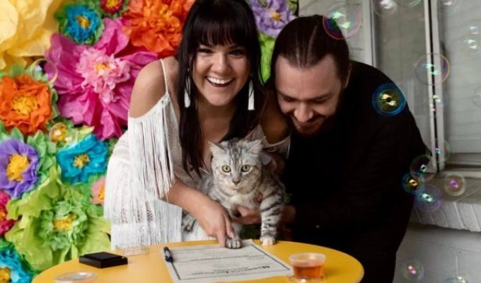 Кошка Момо из Колорадо стала свидетелем на свадьбе у своих хозяев (2 фото + видео)
