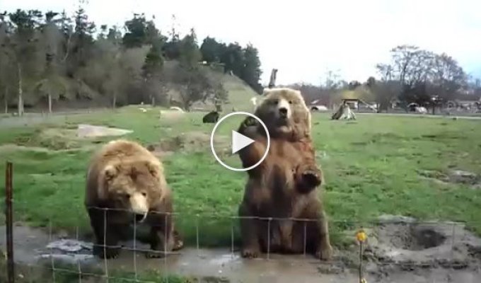 Милые медвежата здороваются с людьми