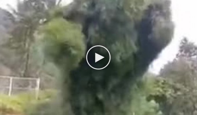 «Танцующее» дерево Суматры