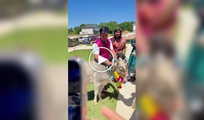 Indians living in Texas rent cows to bless their homes