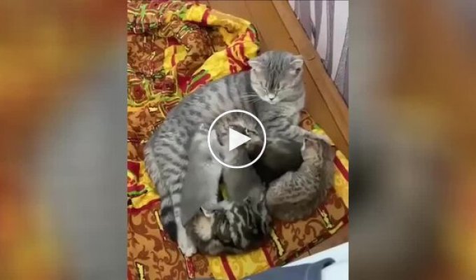 Tiny kittens fight for milk