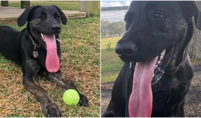 The dog with the longest tongue broke the world record (6 photos + 1 video)