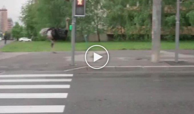 An ostrich appeared in Moscow that runs after cars