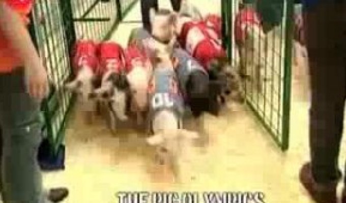 Олимпиада для свиней