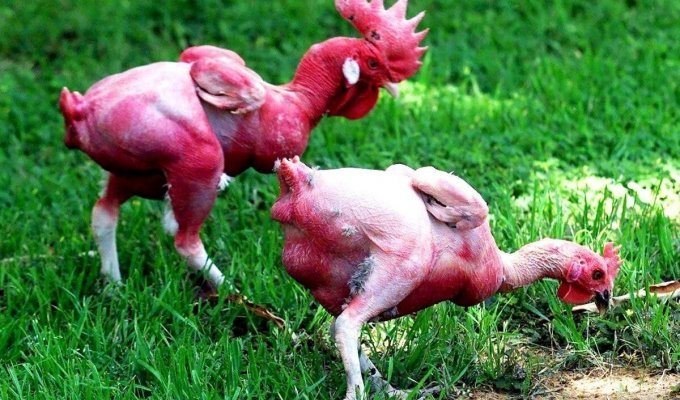 Израильская лысая курица: 34 года безумной селекции и вот результат — голенькие курочки (5 фото)