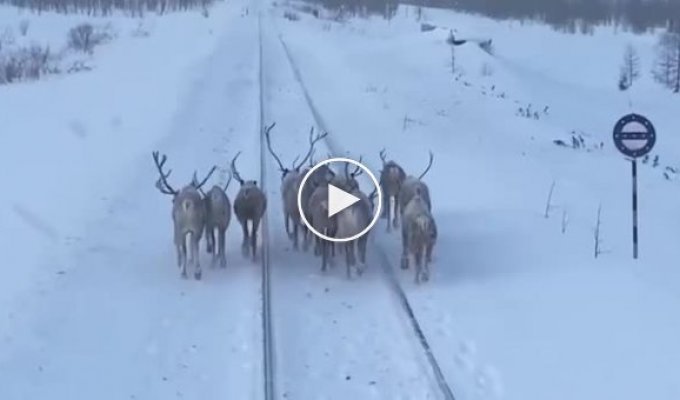 Вот олени, в натуре олени!: в Якутии стадо не поделило дорогу с поездом