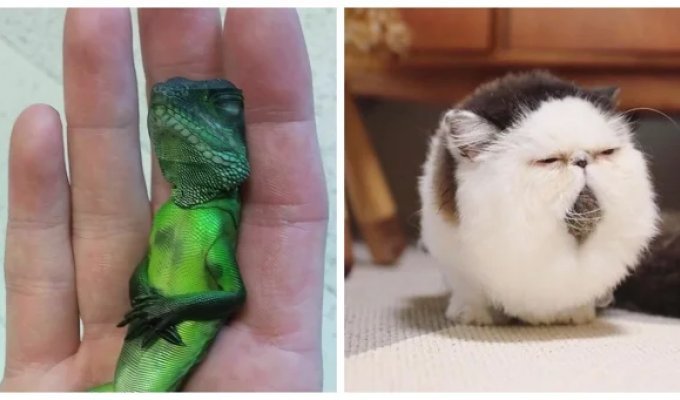 20 одухотворённых мастеров дзена, которые знают о релаксе всё и даже немного больше (21 фото)