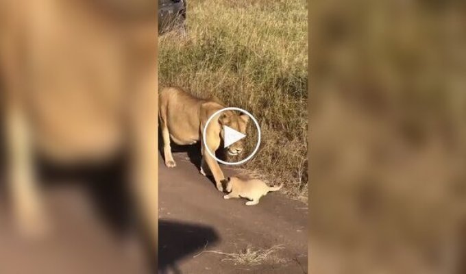 Львенок учится рычать