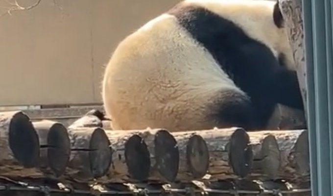Бесстрашный вороненок отщипнул мех из зада панды для своего гнезда