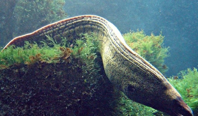 European moray eel: its bite heals for six months (10 photos)