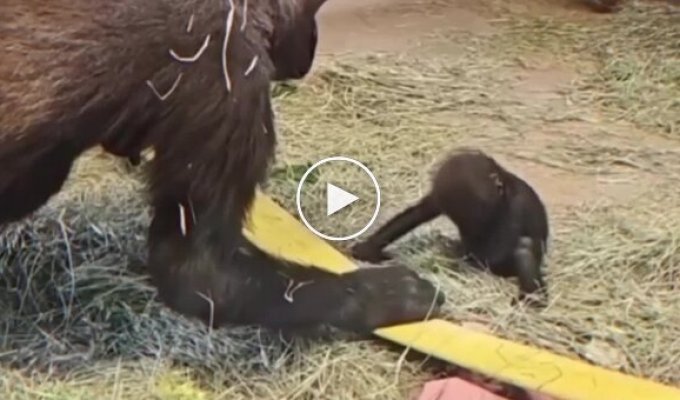 Трогательный момент в зоопарке: забота, которая не нуждается в словах