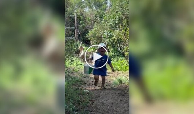 Маленький мальчик, в слезах убегающий от гусей — новая звезда соцсетей