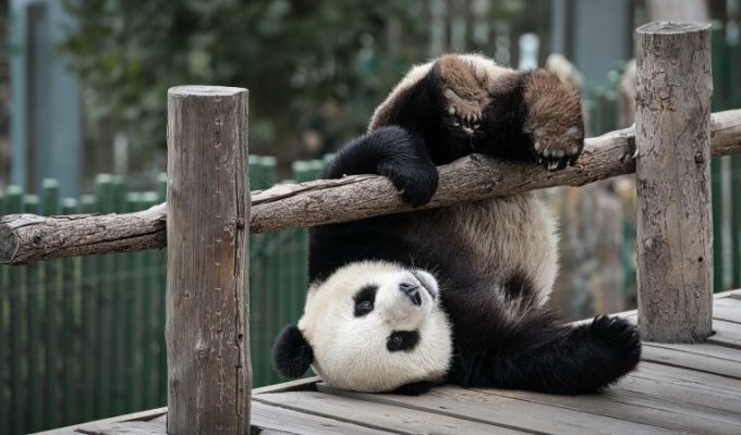 Giant panda: how a bear survived, which contradicts all the laws of nature (5 photos + 1 video)