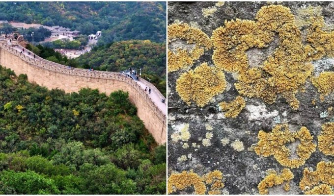 Lichens save the Great Wall of China from destruction (5 photos)
