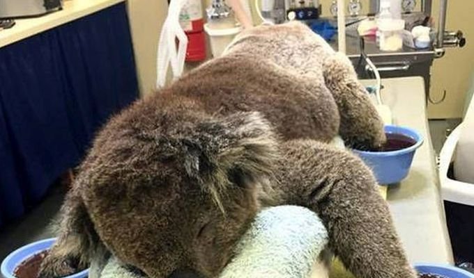 Австралийцы помогают коалам, получившим ожоги (7 фото)