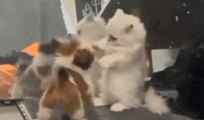 Cool gifs. Issue 2760 (50 gifs)