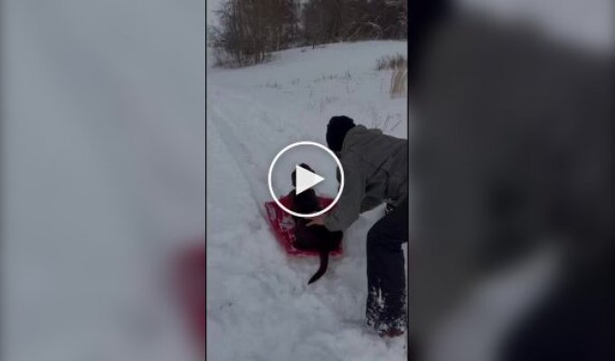 Собаки, которые обожают снег