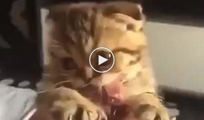 A little cat is asked to give him beef