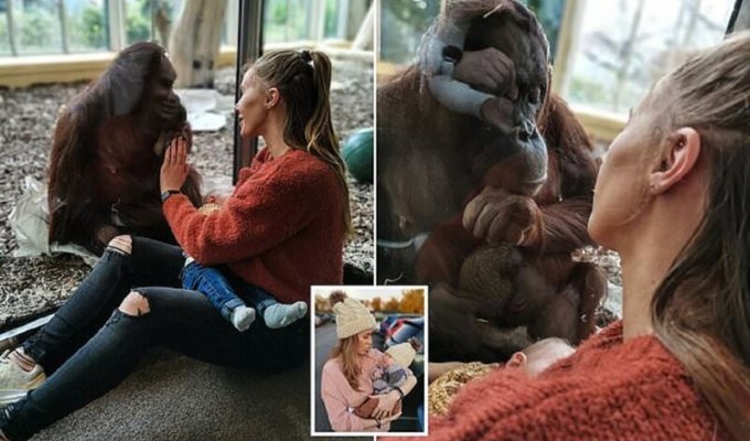 Молодая мать и самка орангутана поняли друг друга (13 фото + 1 видео)
