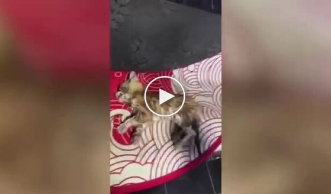 У Китаї дівчина повернула до життя замерзлого кошеня за допомогою фена і рушника