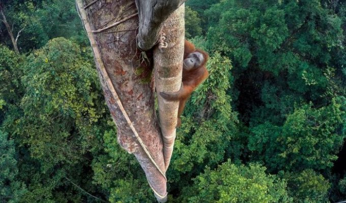 Лучшие работы фотоконкурса дикой природы Wildlife Photographer of the Year (12 фото)
