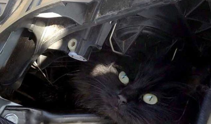 Кошке пришлось прожить две недели под капотом автомобиля (4 фото)