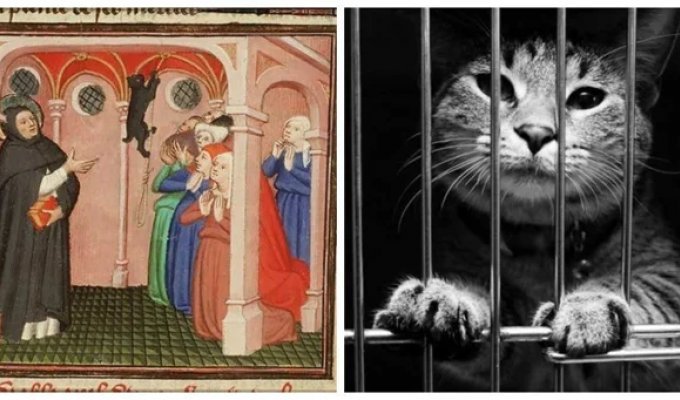 Why the Catholic Church harbored an aversion to cats (8 photos)