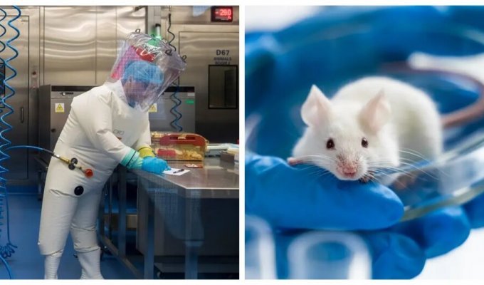 A modified virus similar to COVID-19 was tested in China - all mice died within eight days (2 photos)