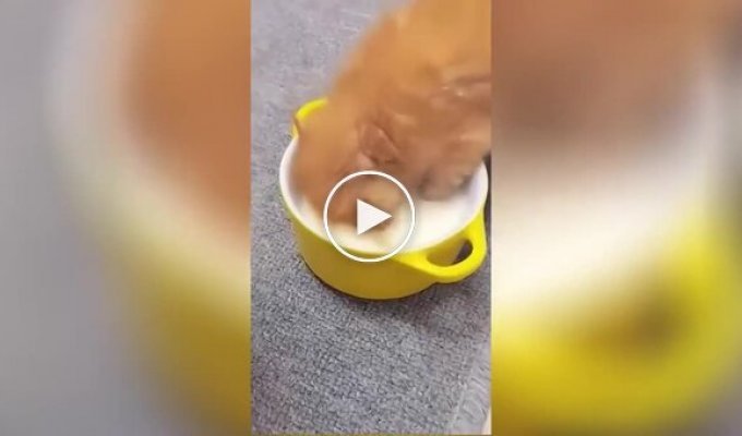 How delicious: the kitten dived headfirst into a bowl of milk