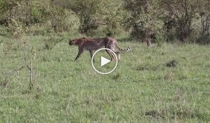 Антилопа захистила своє дитинча від гепарда
