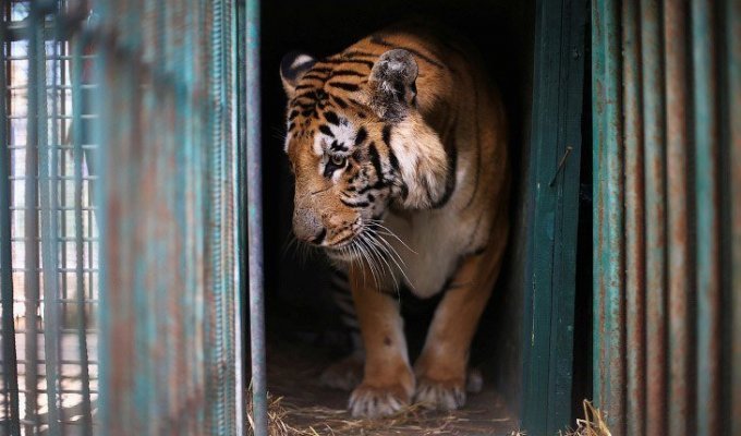 В зоопарке Хельсинки скончался единственный в мире травоядный тигр (1 фото)