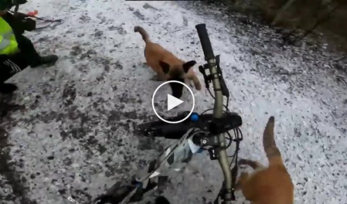 Dogs unexpectedly attack a cyclist