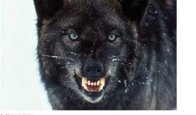 Факты о волках (10 фото)
